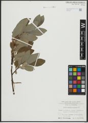 Foto von Salix appendiculata Vill.
